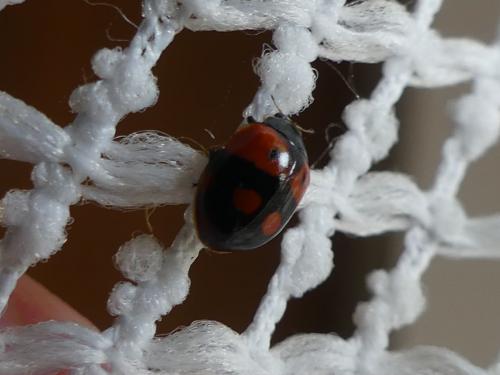 Réf. 277 376 : Adalia bipunctata